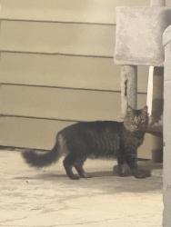 Found/Stray Unknown Cat last seen Near Early April Way, Columbia, MD 21046