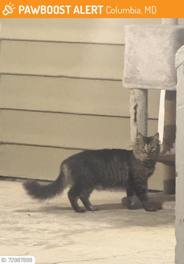 Found/Stray Unknown Cat last seen Near Early April Way, Columbia, MD 21046