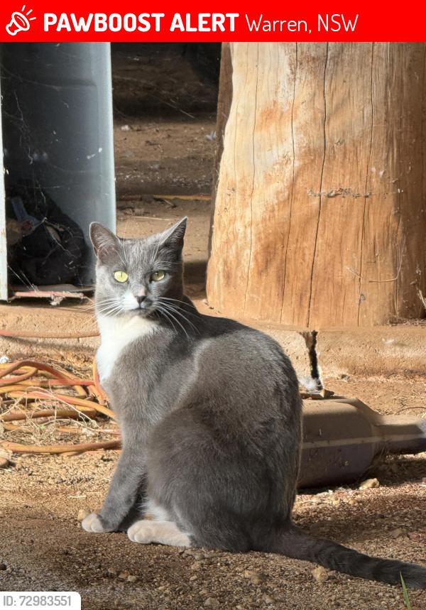 Lost Female Cat last seen Warren, Warren, NSW 2824