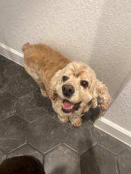 Reunited Male Dog last seen Kinder ranch 78260, San Antonio, TX 78260