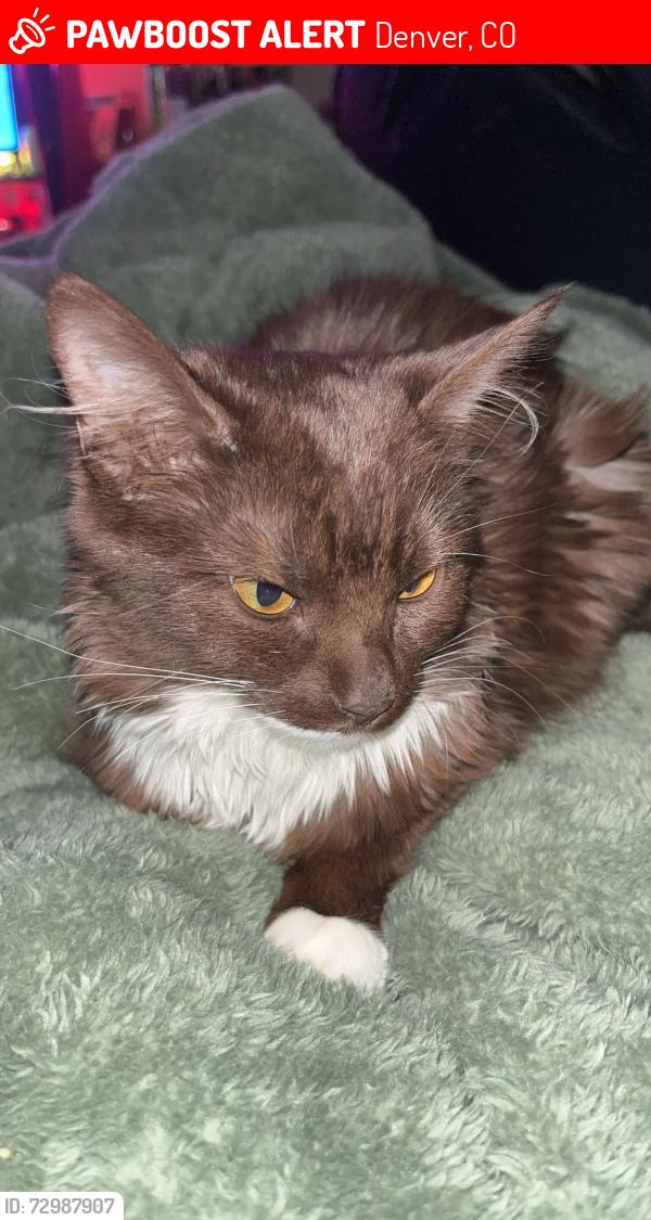 Lost Female Cat last seen Near s Eliot st, Denver, CO 80219