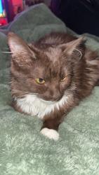 Lost Female Cat last seen Near s Eliot st, Denver, CO 80219