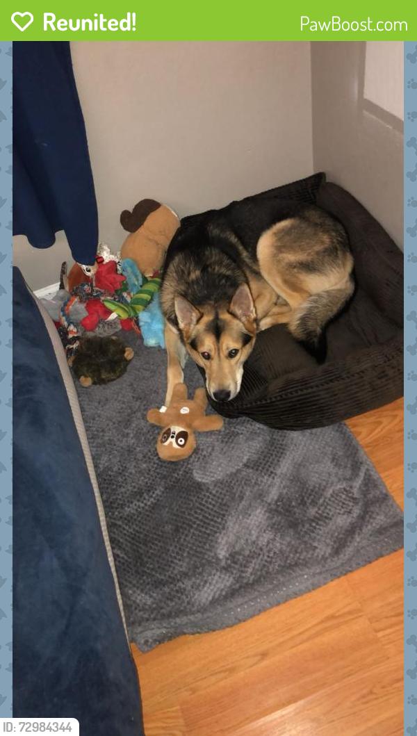 Reunited Male Dog last seen Lincoln ave, San Jose, CA 95126
