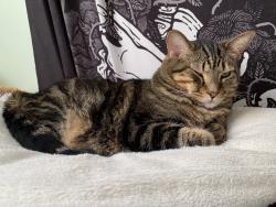 Lost Male Cat last seen Near the intersection of S Westnedge and Whites Rd, Kalamazoo, MI 49001