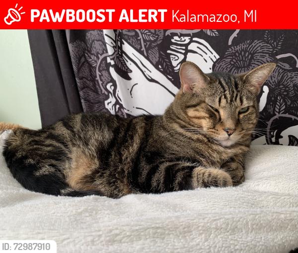 Lost Male Cat last seen Near the intersection of S Westnedge and Whites Rd, Kalamazoo, MI 49001