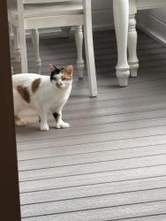 Found/Stray Unknown Cat last seen 131/howe, Fishers, IN 46038