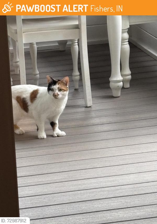 Found/Stray Unknown Cat last seen 131/howe, Fishers, IN 46038