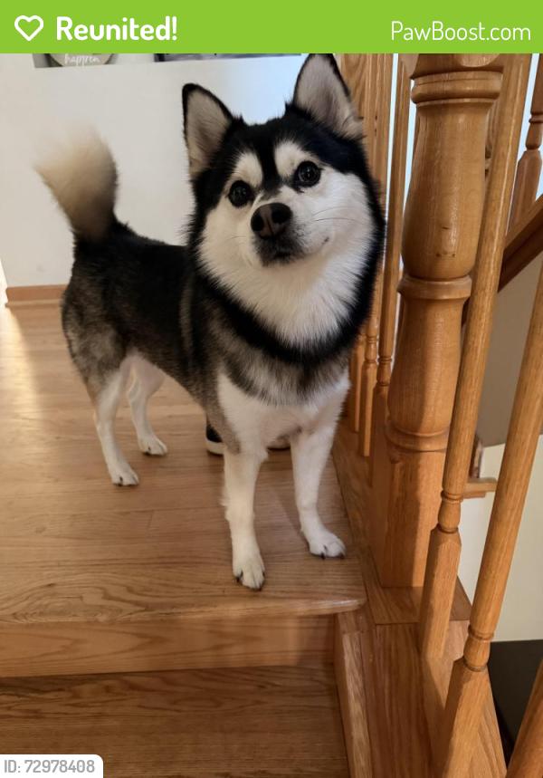 Reunited Male Dog last seen Cambridge and violet, Hanover Park, IL 60133