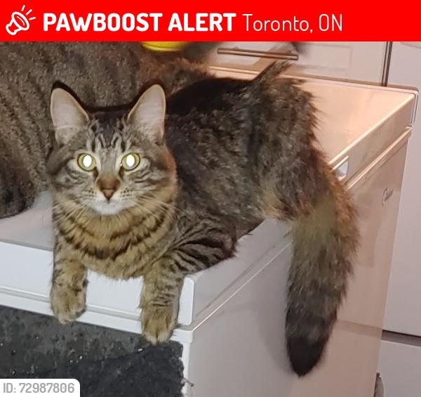 Lost Female Cat last seen Kingston rd and Payzac st , Toronto, ON 