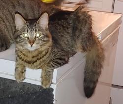 Lost Female Cat last seen Kingston rd and Payzac st , Toronto, ON 