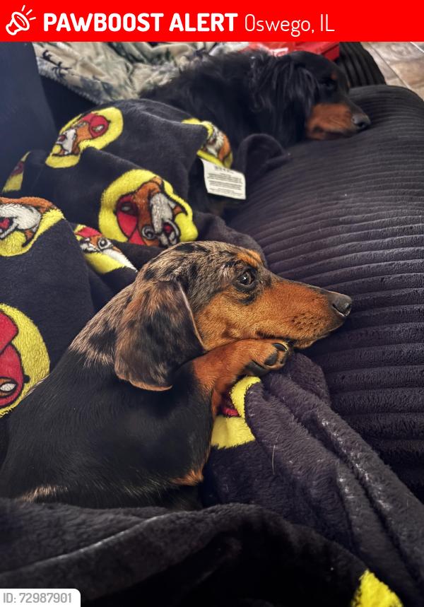 Lost Female Dog last seen Rickard dr route34 , Oswego, IL 60543