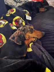 Lost Female Dog last seen Rickard dr route34 , Oswego, IL 60543
