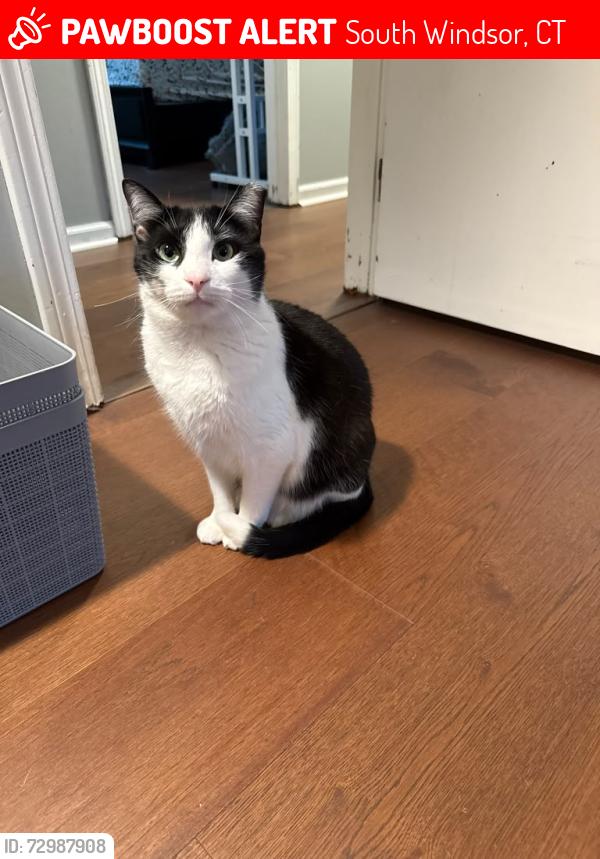 Lost Male Cat last seen Leofel Blvd, South WIndsor, South Windsor, CT 06074