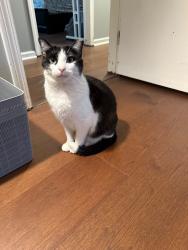 Lost Male Cat last seen Leofel Blvd, South WIndsor, South Windsor, CT 06074