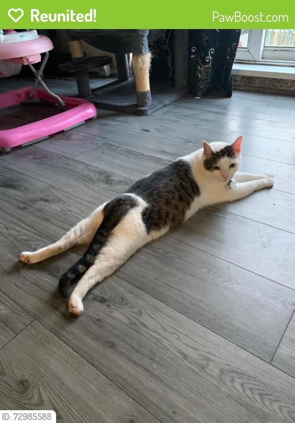 Reunited Male Cat last seen Pinfold street b69 4ap oldbury by the school, West Midlands, England B69 4AP