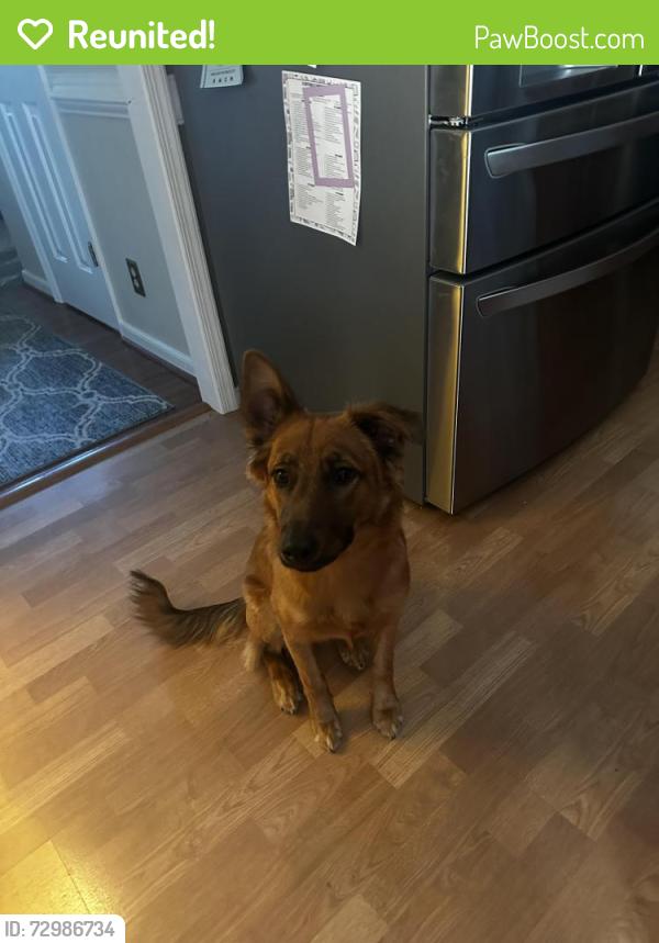 Reunited Female Dog last seen Brown Circle and Sweetbriar Drive, Stafford County, VA 22405
