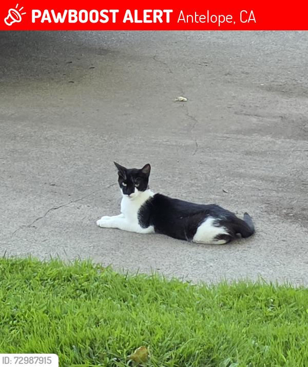 Lost Female Cat last seen Blackfoot Way and Ottawa, Antelope, CA 95843