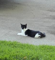 Lost Female Cat last seen Blackfoot Way and Ottawa, Antelope, CA 95843