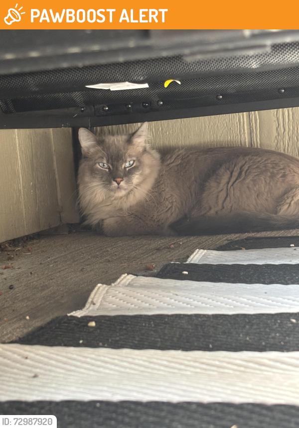 Found/Stray Unknown Cat last seen University and wild cat rsv, Highlands Ranch, CO 80126