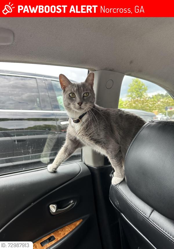 Lost Female Cat last seen Brook hollow krc hill top apmts , Norcross, GA 30071