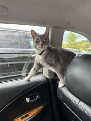 Lost Female Cat last seen Brook hollow krc hill top apmts , Norcross, GA 30071