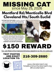 Lost Male Cat last seen Monticello Blvd/Noble Rd, Cleveland Heights, OH 44121