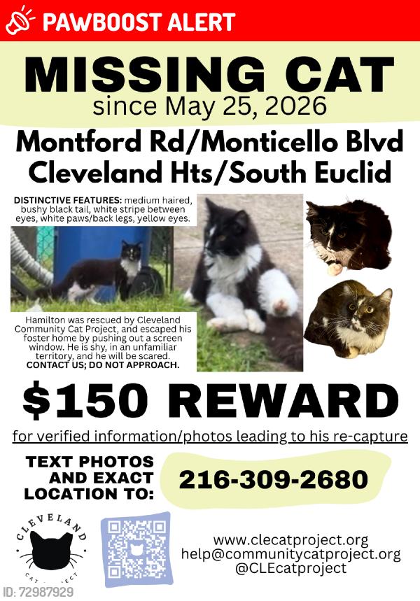 Lost Male Cat last seen Monticello Blvd/Noble Rd, Cleveland Heights, OH 44121