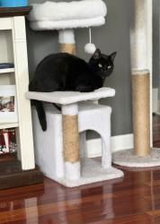 Lost Female Cat last seen Near platt st , Bridgeport, CT 06606