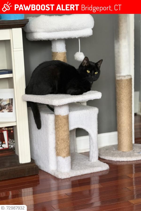 Lost Female Cat last seen Near platt st , Bridgeport, CT 06606