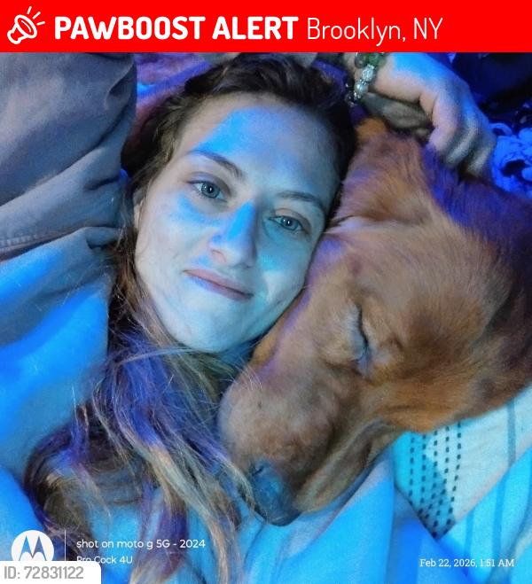 Lost Male Dog last seen Near brighton 4th , Brooklyn, NY 11235