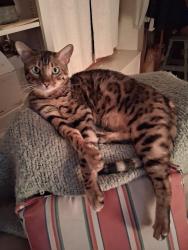 Reunited Male Cat last seen Near south 600 east, Salt Lake City, UT 84105