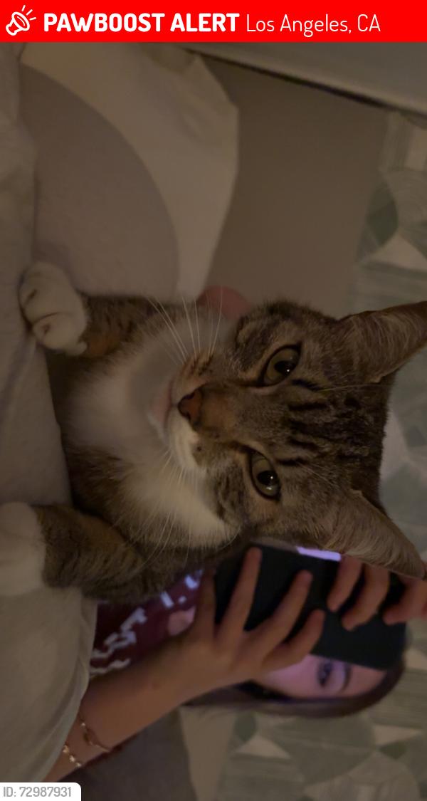 Lost Female Cat last seen Palmero, Los Angeles, CA 90008
