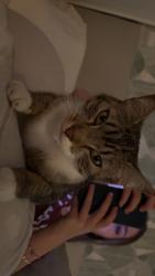 Lost Female Cat last seen Palmero, Los Angeles, CA 90008