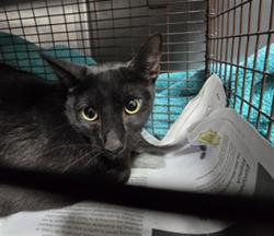 Shelter Stray Female Cat last seen , West Valley Animal Shelter, 20655 Plummer St, Chatsworth, CA 91311, USA