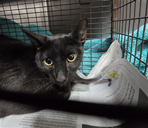 Shelter Stray Female Cat last seen , West Valley Animal Shelter, 20655 Plummer St, Chatsworth, CA 91311, USA