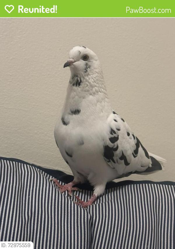 Reunited Female Bird last seen Hawley and Vliet St., near Wick Field, Milwaukee, WI 53208