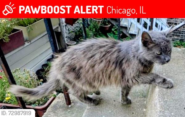Lost Female Cat last seen Between Oakley and Leavitt , Chicago, IL 60608