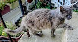 Lost Female Cat last seen Between Oakley and Leavitt , Chicago, IL 60608