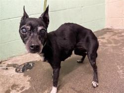 Shelter Stray Female Dog last seen MACK RD & FRANKLIN BLVD, 2127 Front St, Sacramento, CA 95818, USA