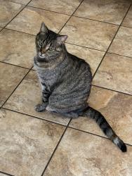 Reunited Female Cat last seen High ridge Drive, Burleson, TX 76028