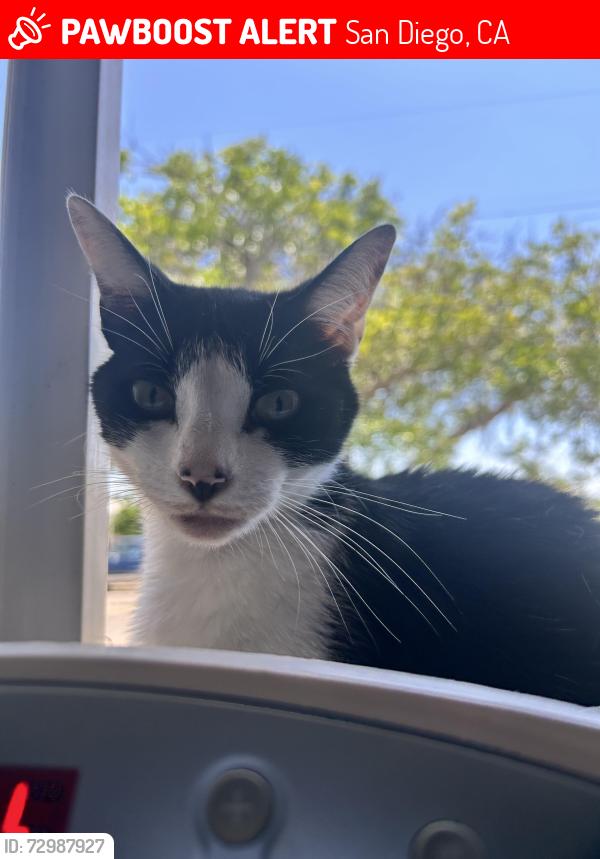 Lost Female Cat last seen Chandler st. And Madison High School and Seqouia elementary , San Diego, CA 92117