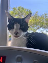 Lost Female Cat last seen Chandler st. And Madison High School and Seqouia elementary , San Diego, CA 92117