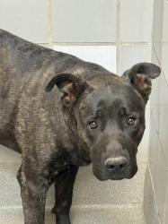 Shelter Stray Male Dog last seen Near BLOCK E SAHARA AVE, LAS VEGAS NV 89142, 655 N Mojave Rd, Las Vegas, NV 89101, USA