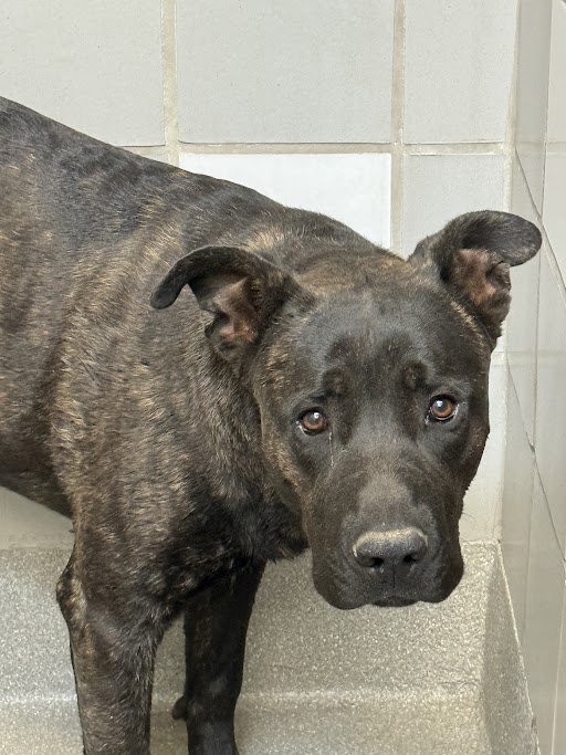 Shelter Stray Male Dog last seen Near BLOCK E SAHARA AVE, LAS VEGAS NV 89142, 655 N Mojave Rd, Las Vegas, NV 89101, USA