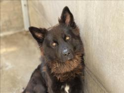 Shelter Stray Male Dog last seen , 957 N Gaffey St, San Pedro, CA 90731, USA