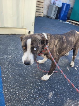 Shelter Stray Female Dog last seen , 957 N Gaffey St, San Pedro, CA 90731, USA