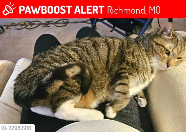 Lost Male Cat last seen Woodrail Ave ,13 hwy north, Richmond, MO 64085