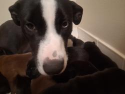 Lost Female Dog last seen Rs éden, Minneapolis, MN 55418