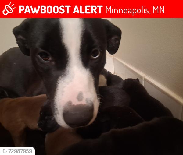 Lost Female Dog last seen Rs éden, Minneapolis, MN 55418
