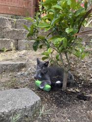 Lost Male Cat last seen Blackburn Peak Ct & Cache Peak, Antioch, CA 94531